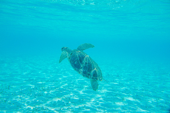 Bahamas-111