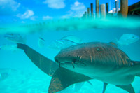 Bahamas