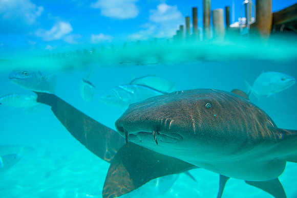 Bahamas-044
