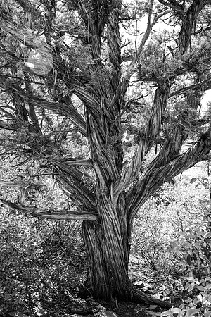 Sedona-037