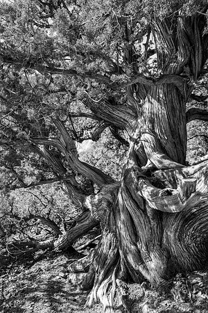 Sedona-099
