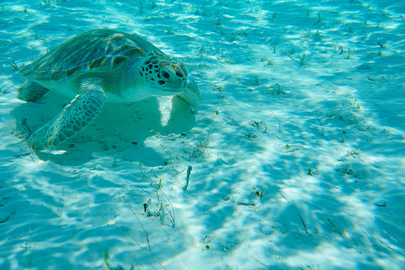 Bahamas-107