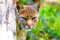 Busch Wildlife Sanctuary June 2024