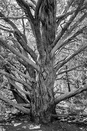 Sedona-075