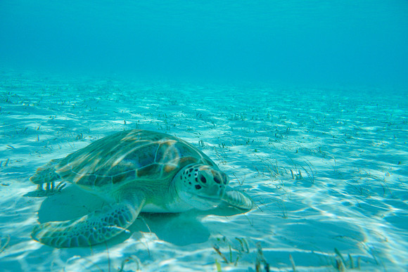 Bahamas-108