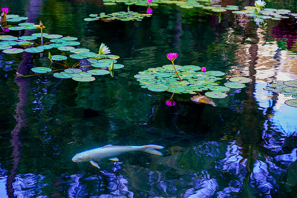 Water Pik Maui 2022-055