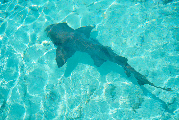 Bahamas-074