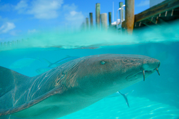 Bahamas-043