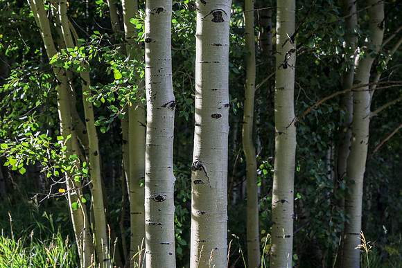 Aspen Trip 2016-549