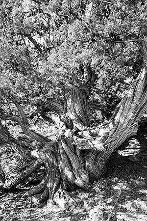 Sedona-094