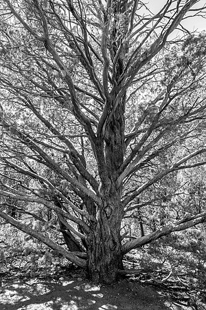 Sedona-074_1