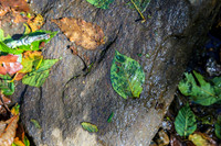 Asheville-010