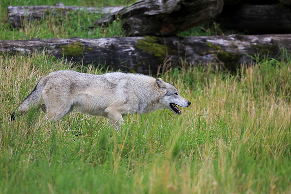 Alaska Trip 2016-321