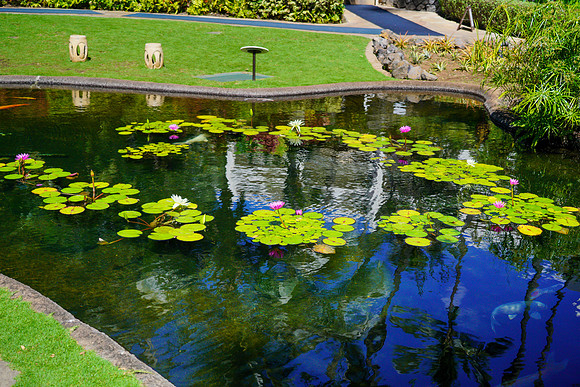 Water Pik Maui 2022-033